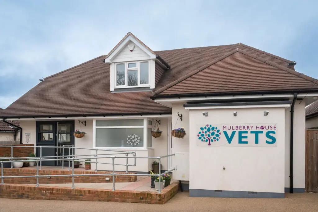 Mulberry House Vets - Wokingham practice photo