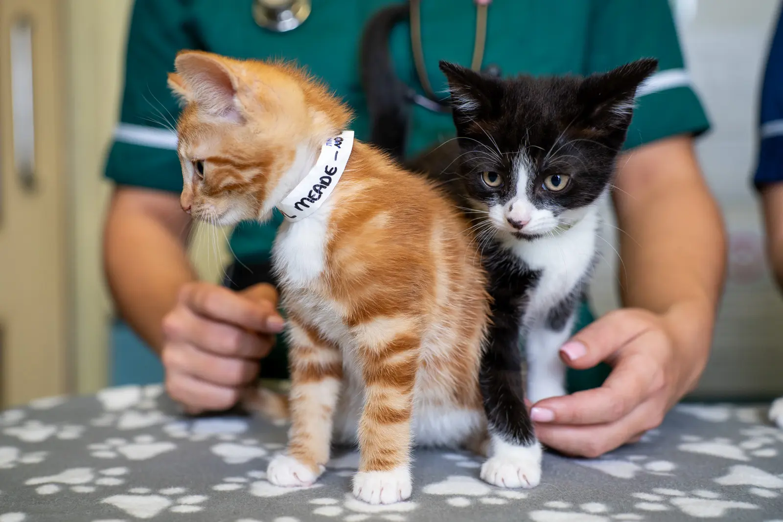 Rutland House Veterinary Group - Rutland House Veterinary Hospital practice photo 2