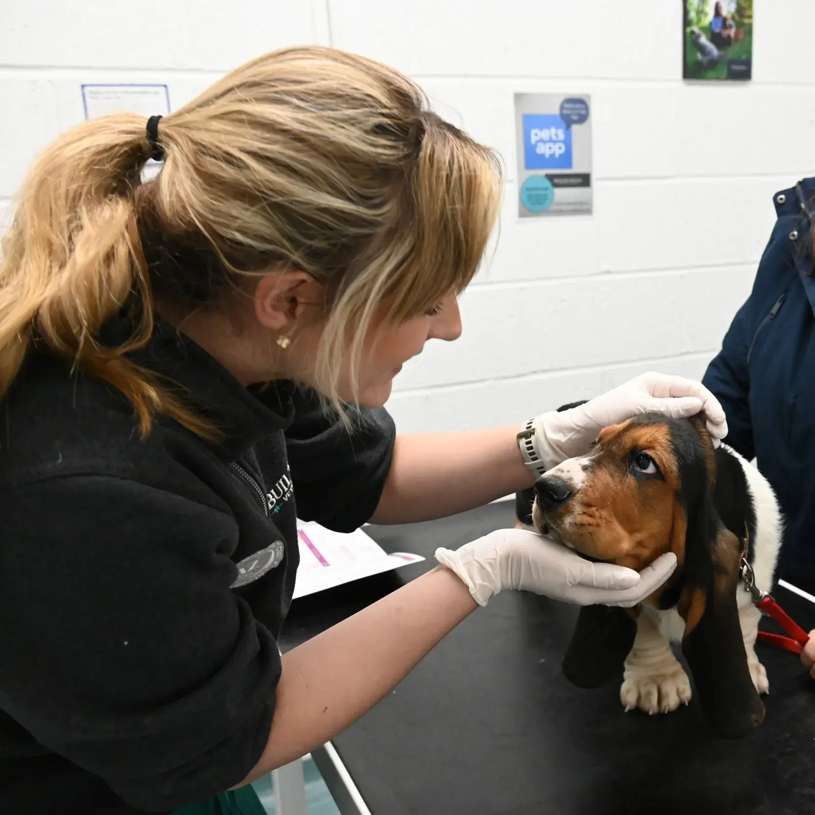 Builth Wells Veterinary Practice - Builth Wells practice photo