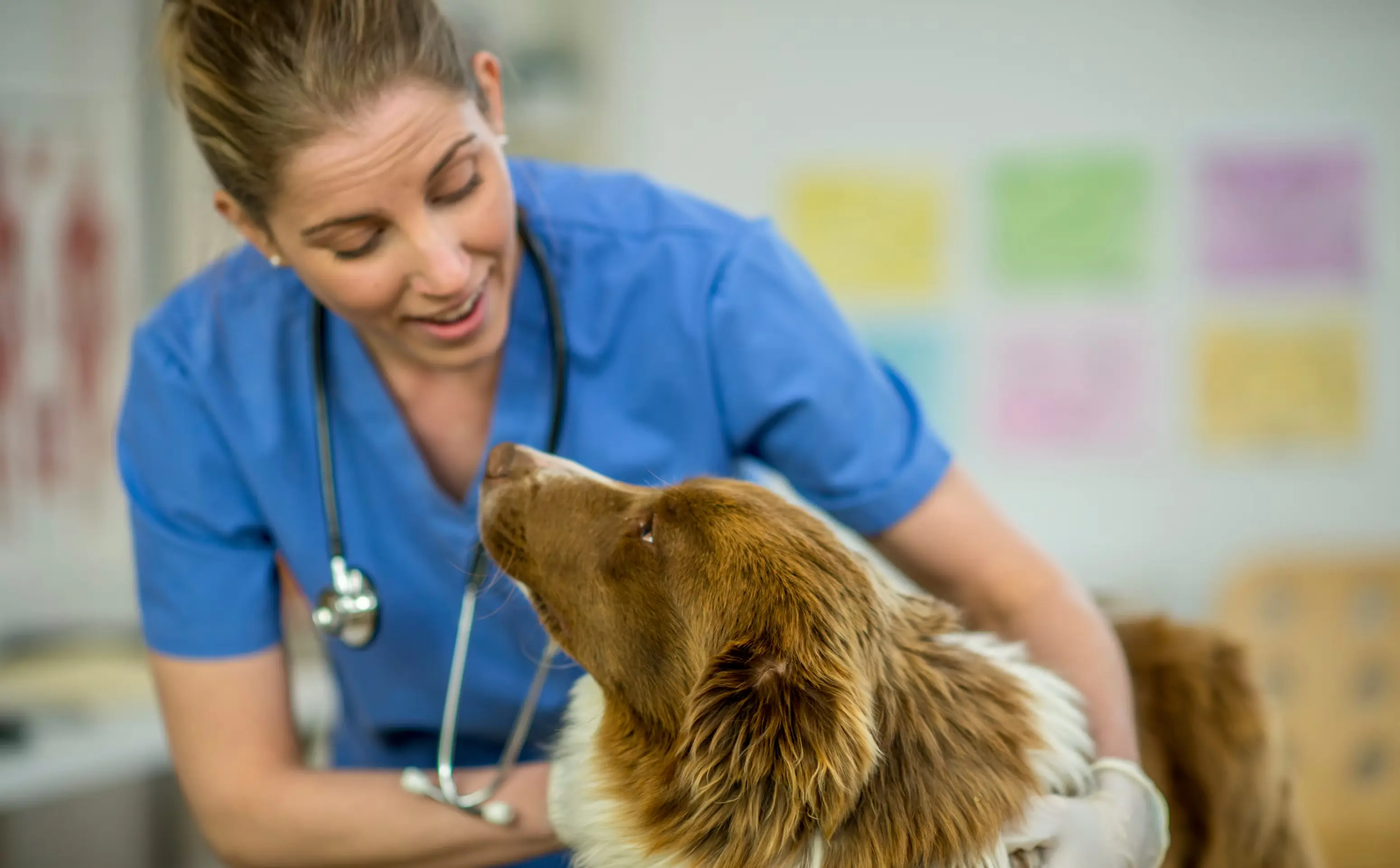 Cobham Veterinary Centre practice photo