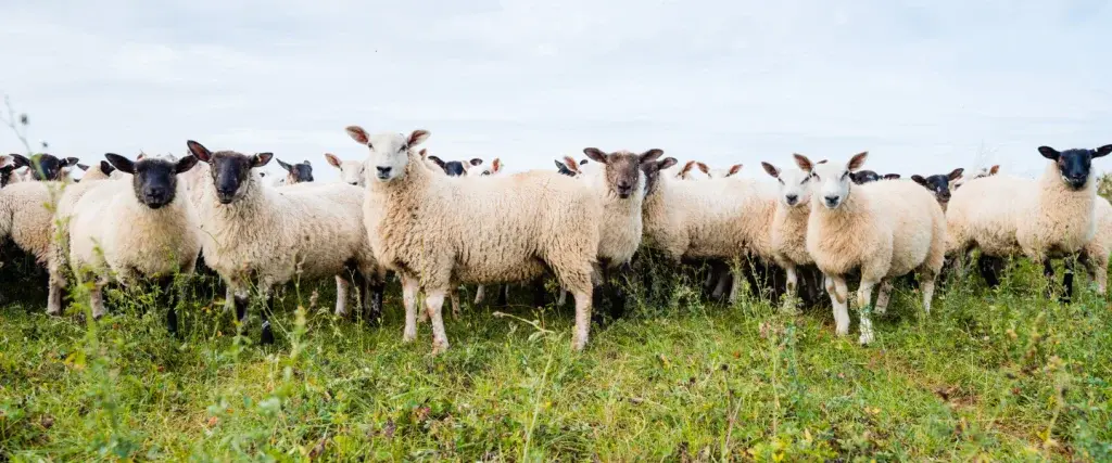 Sheep