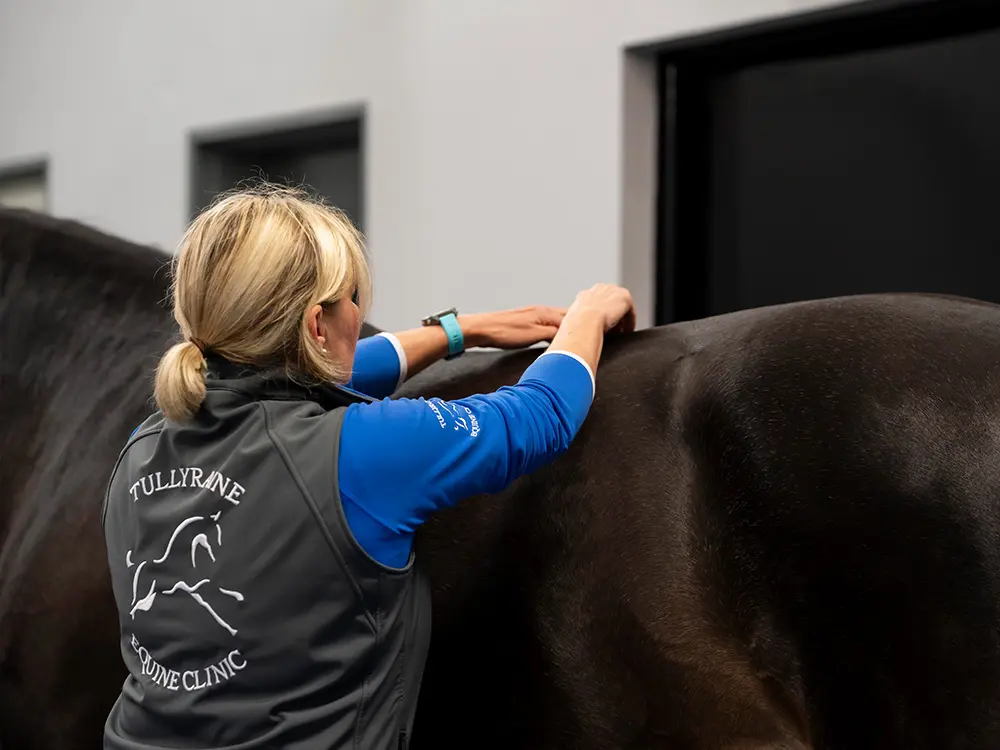 From newborn care to senior horse medicine, Tullyraine Equine Clinic offers a plethora of routine services