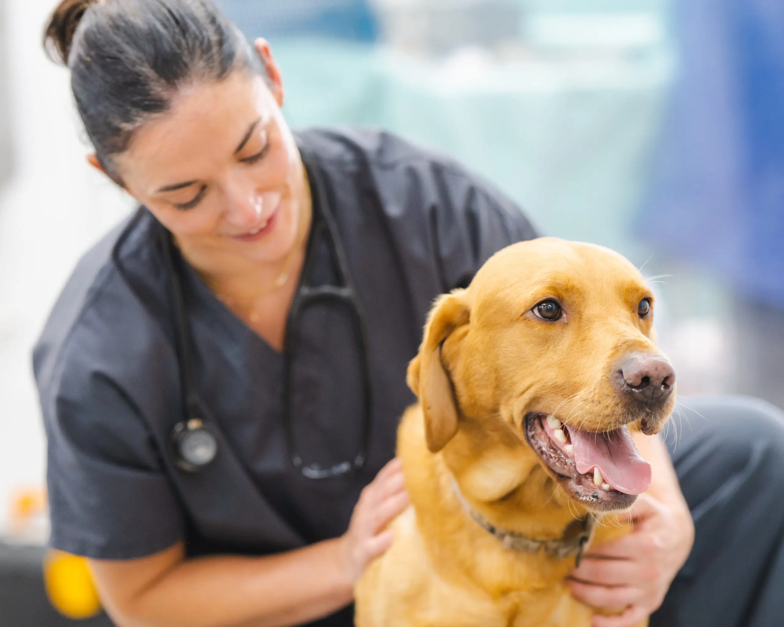 The Pet Vet - Waltham Forest practice photo