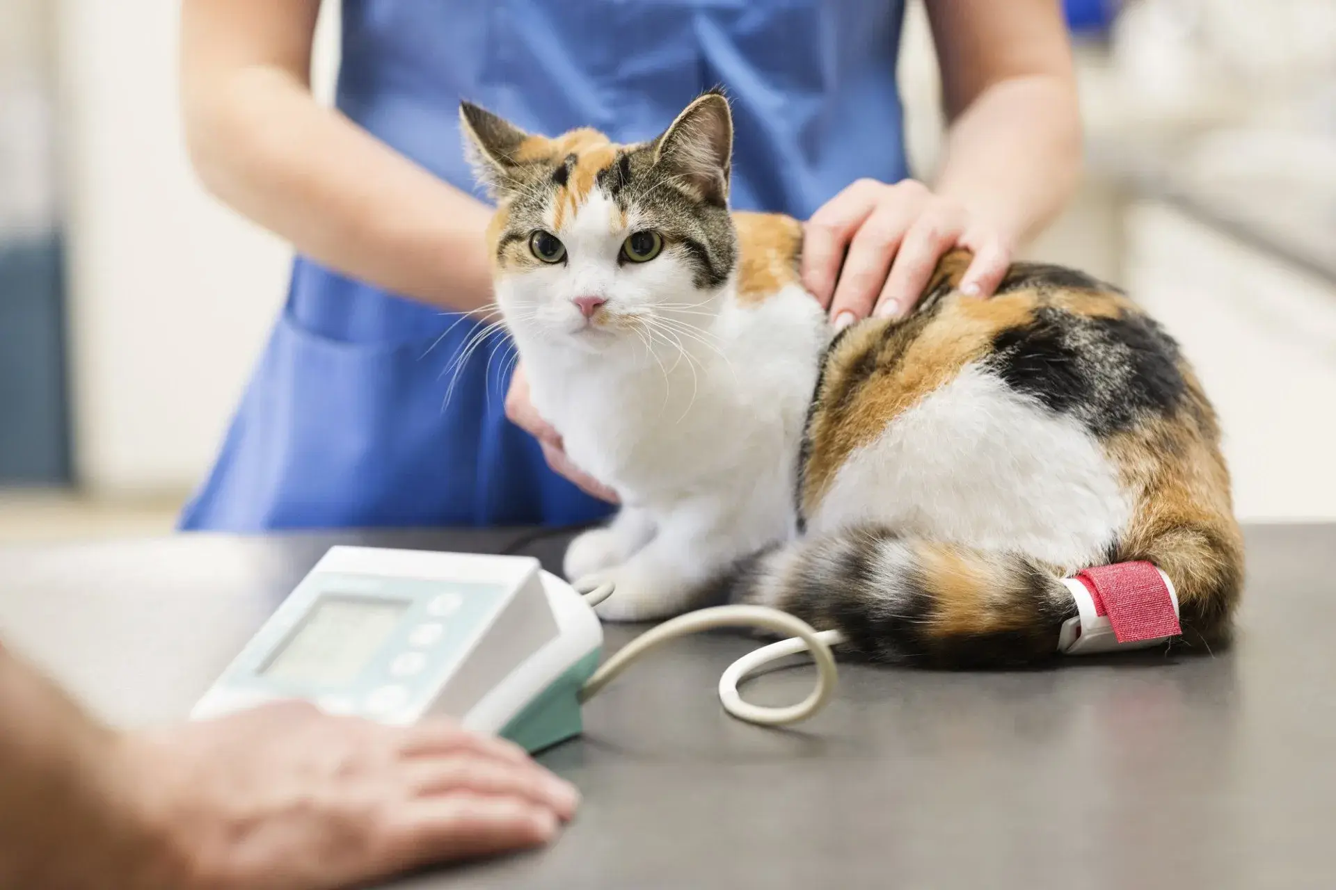Ash House Veterinary Centre practice photo
