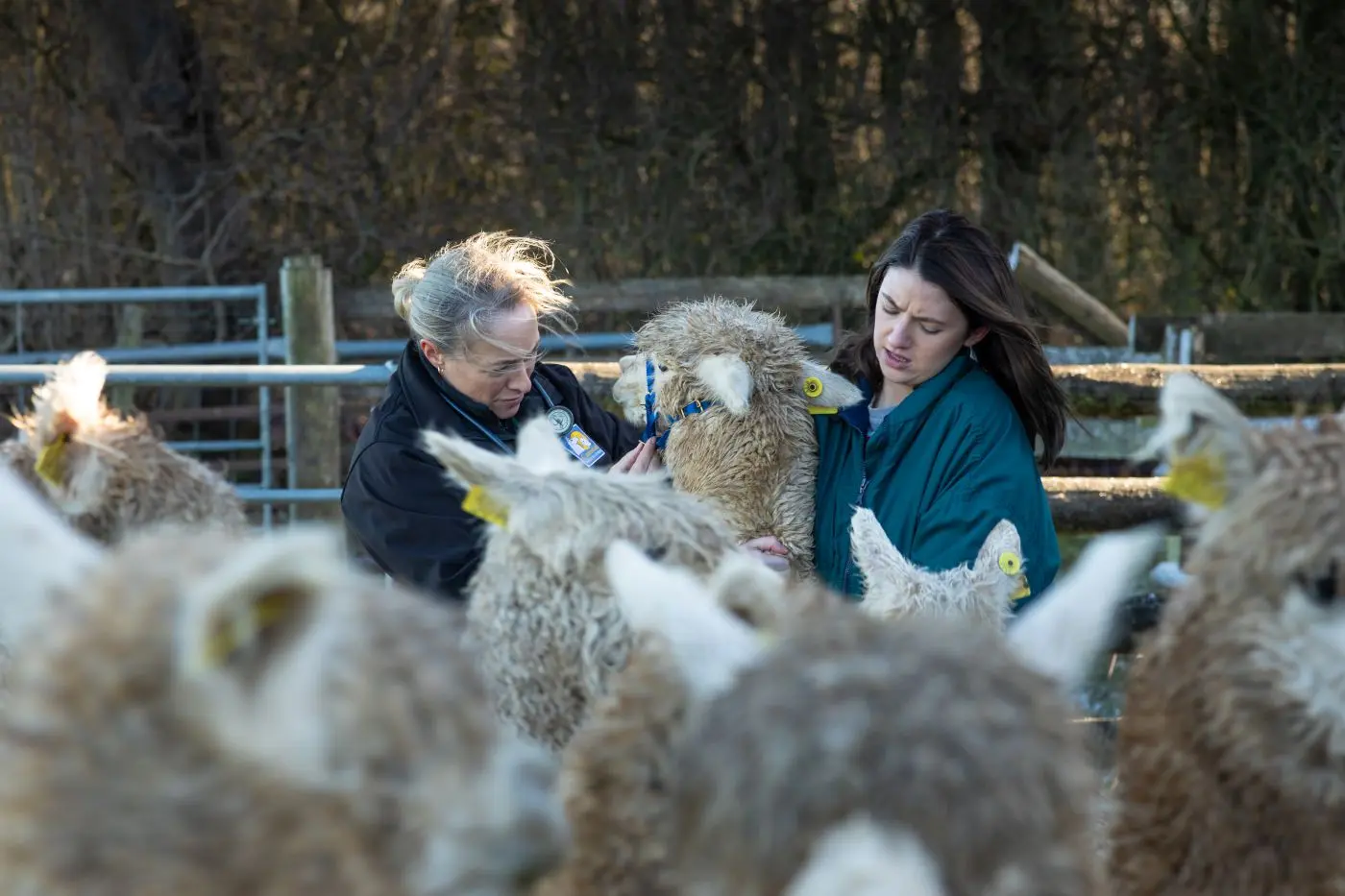 UK Alpaca Vet practice photo