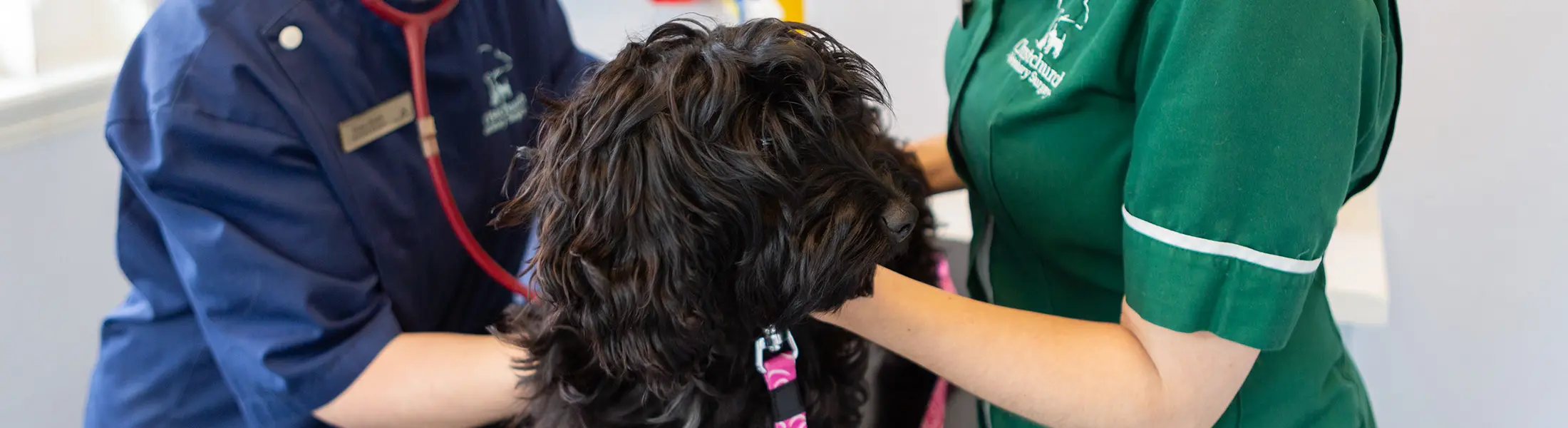 Christchurch Veterinary Surgery practice photo
