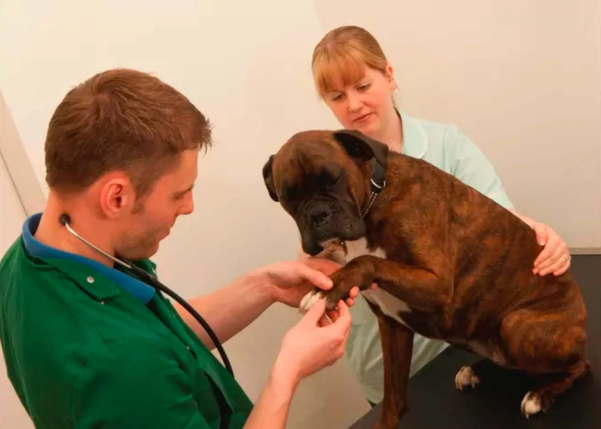 A+G Vets practice photo