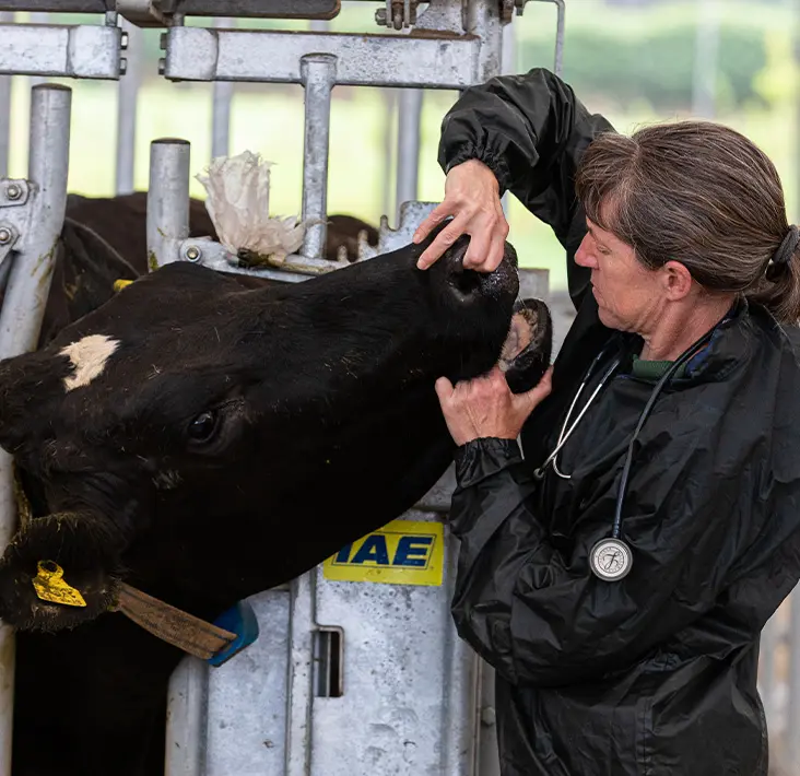 Castle Veterinary Group - Liskeard practice photo 3