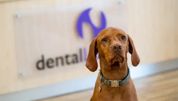 Dog in reception