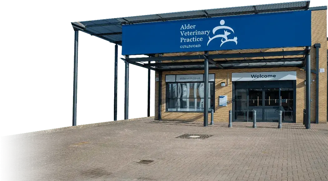 Alder Veterinary Practice tour
