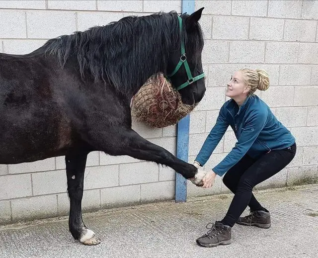 Fenton Equine Veterinary Clinic practice photo 3