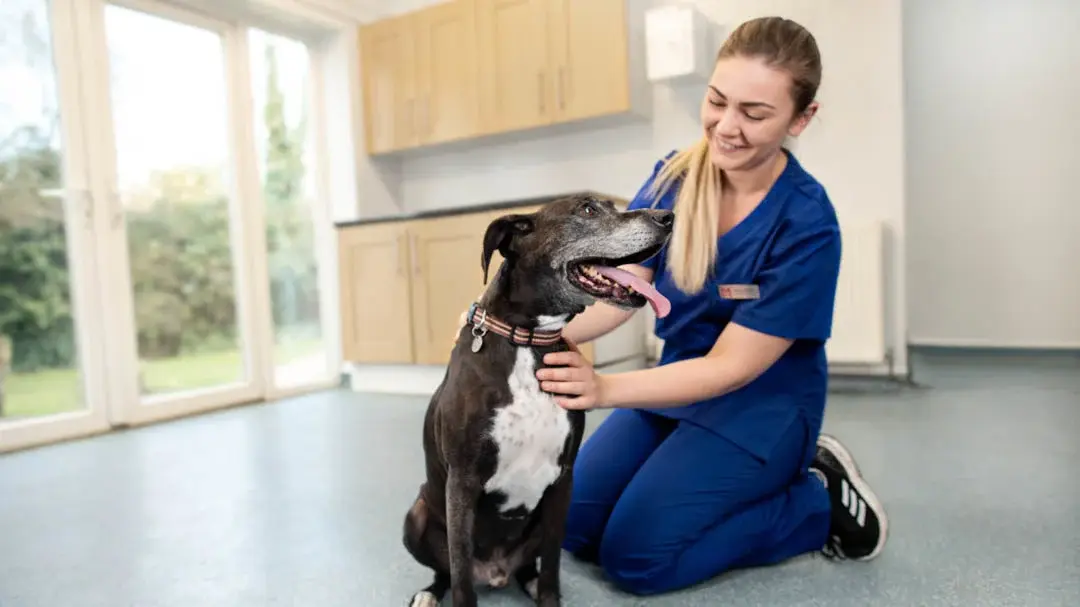 Pet Neutering