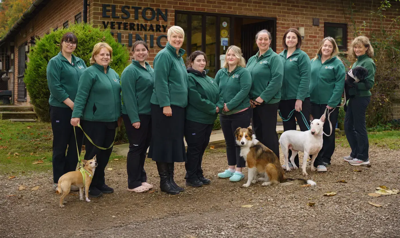 Elston Vets practice photo