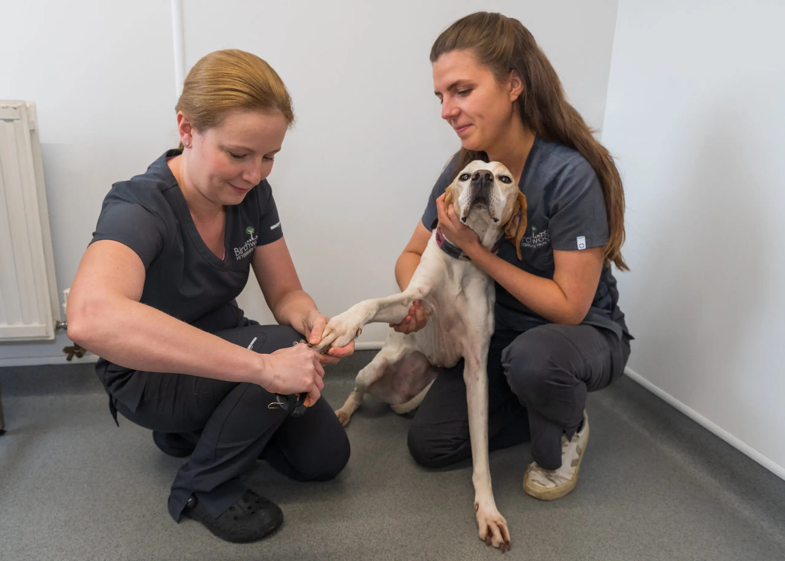 Birchwood Vets practice photo