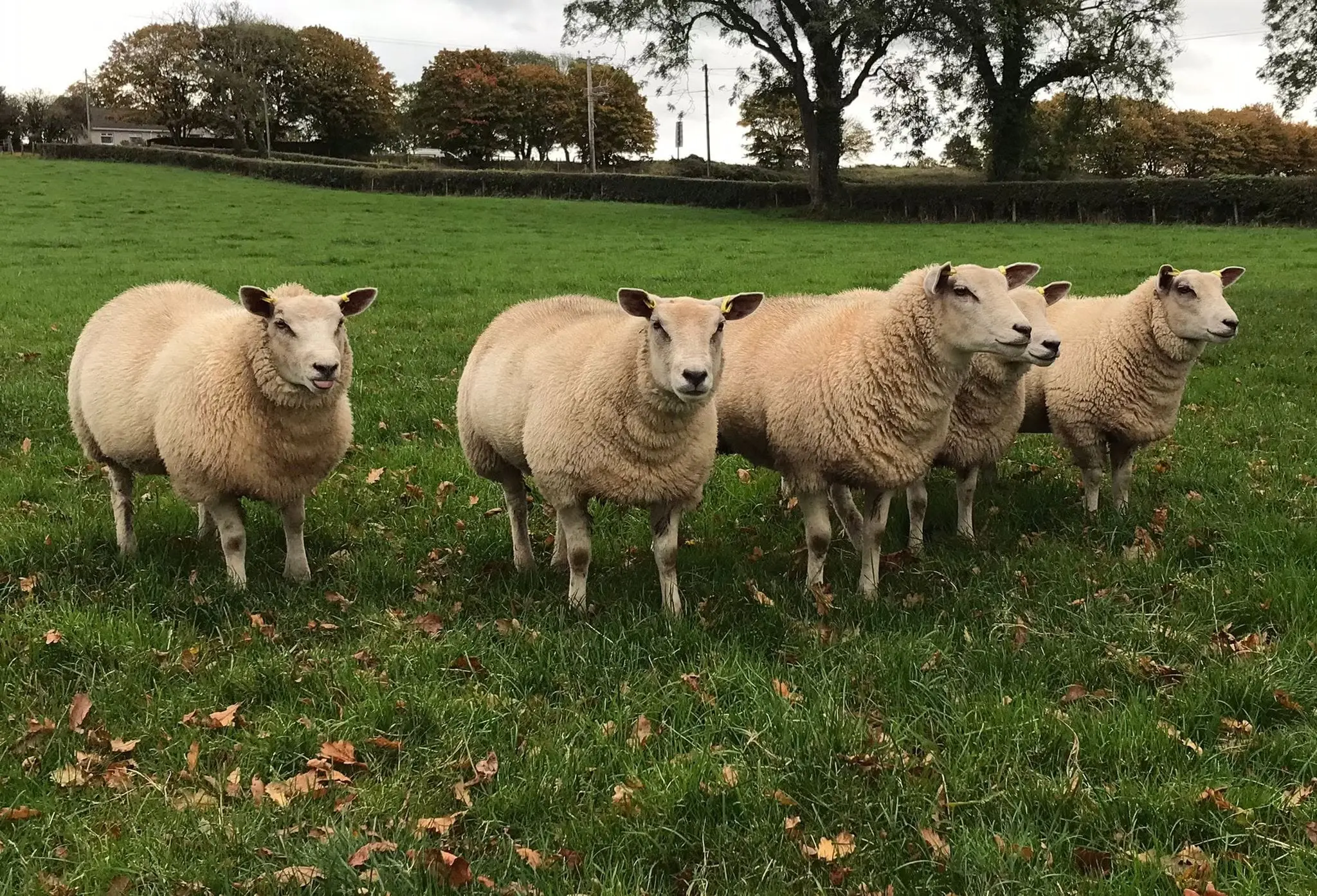 Garvagh Veterinary Clinic practice photo
