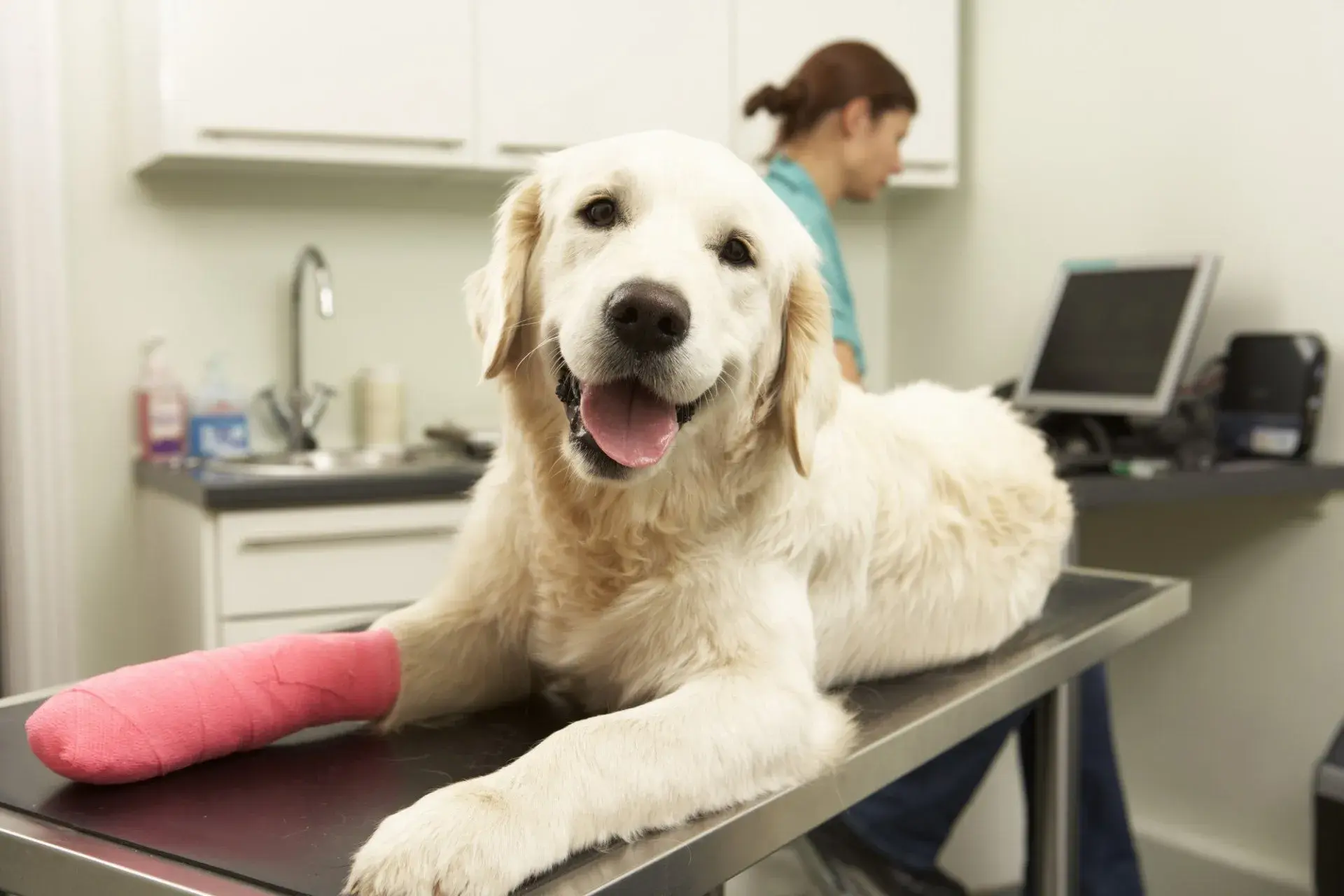 Ash House Veterinary Centre practice photo 2