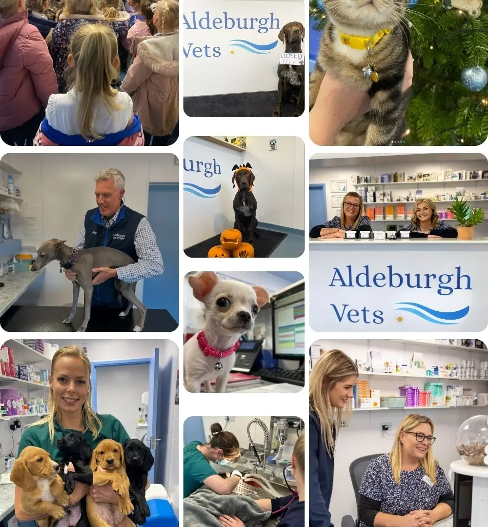Aldeburgh Vets practice photo