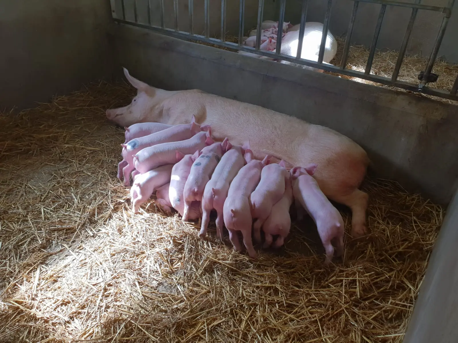 Farmvet practice photo