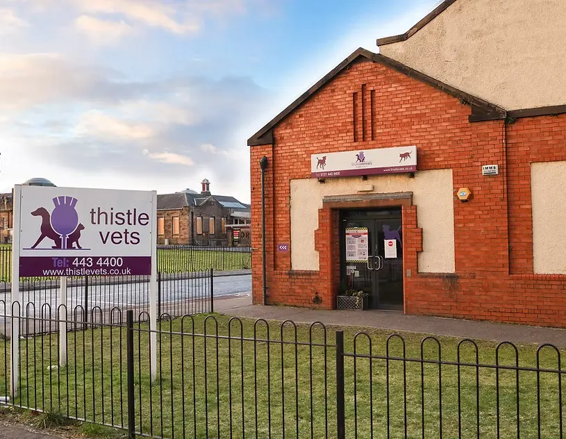 Thistle Vets - Chesser practice photo