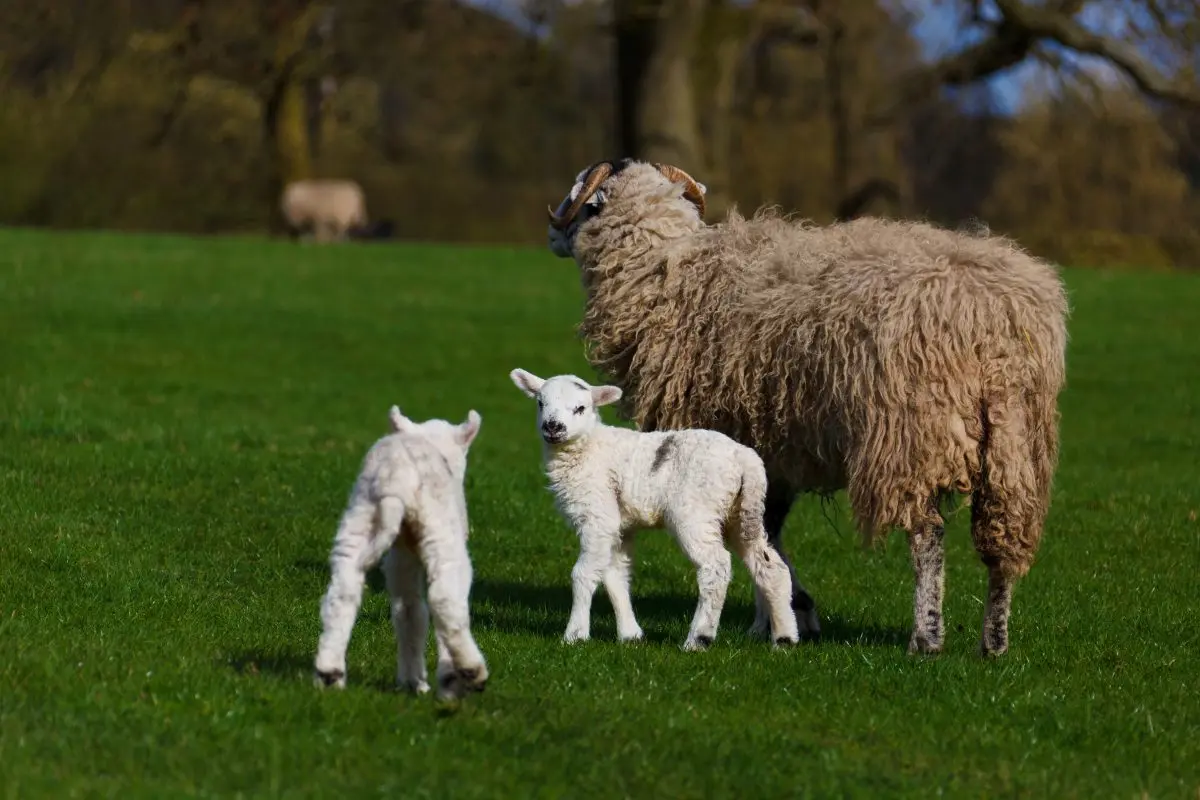 Pre-lambing Nutrition