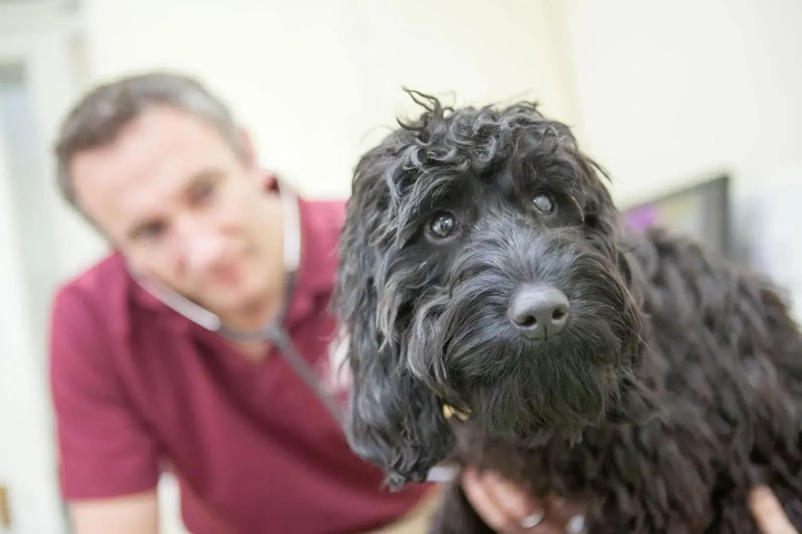 Henley House Veterinary Clinic - Uckfield practice photo 3