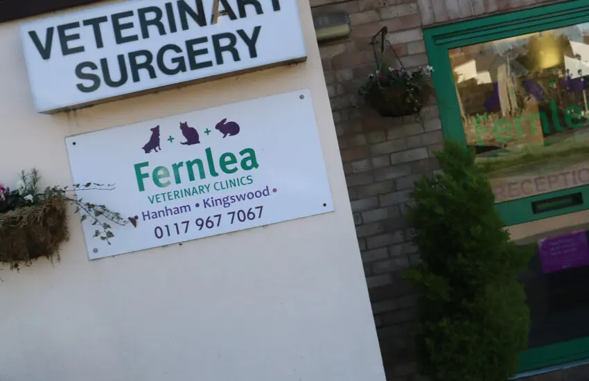 Emergency vets on hand to help