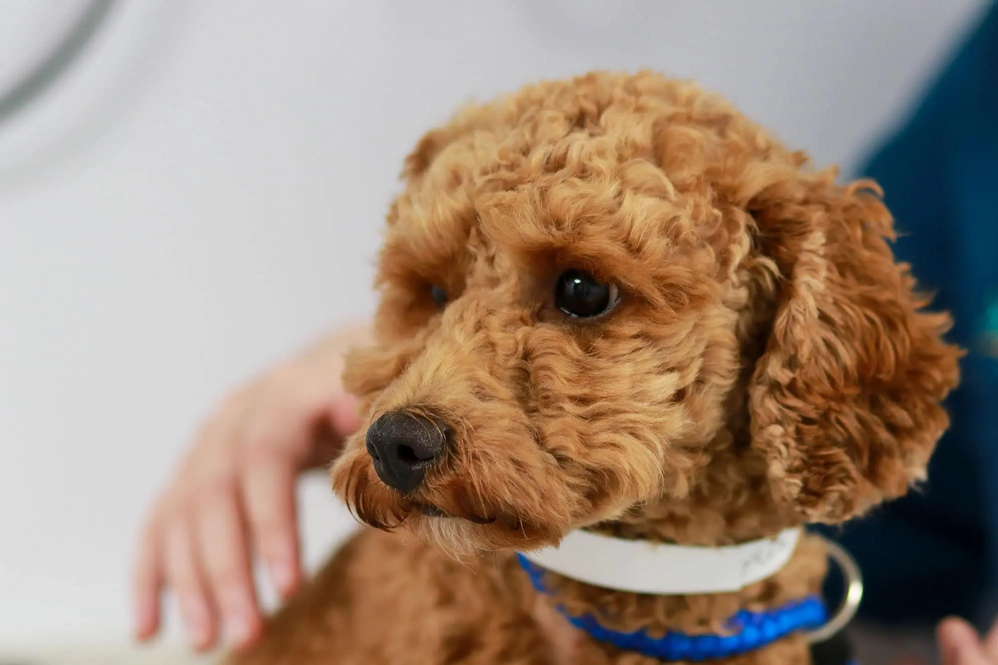 Lumbry Park Veterinary Specialists practice photo