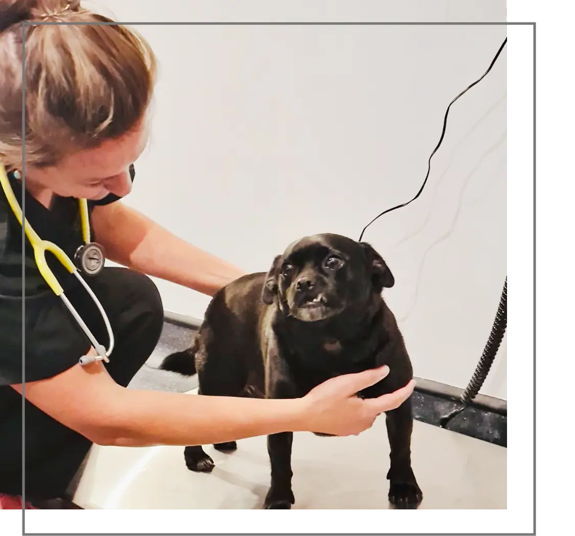 Weighing Dog