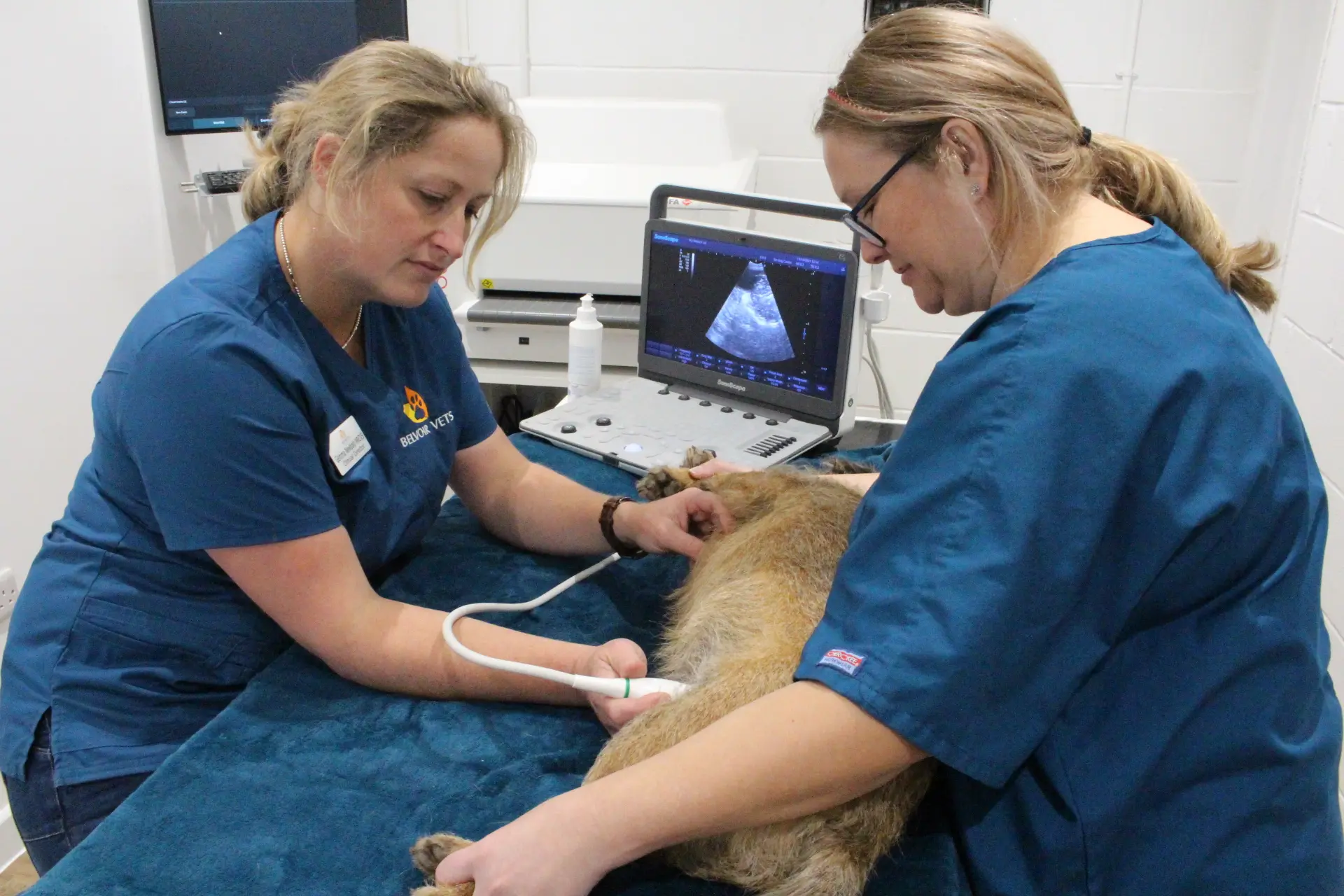 Belvoir Vets practice photo