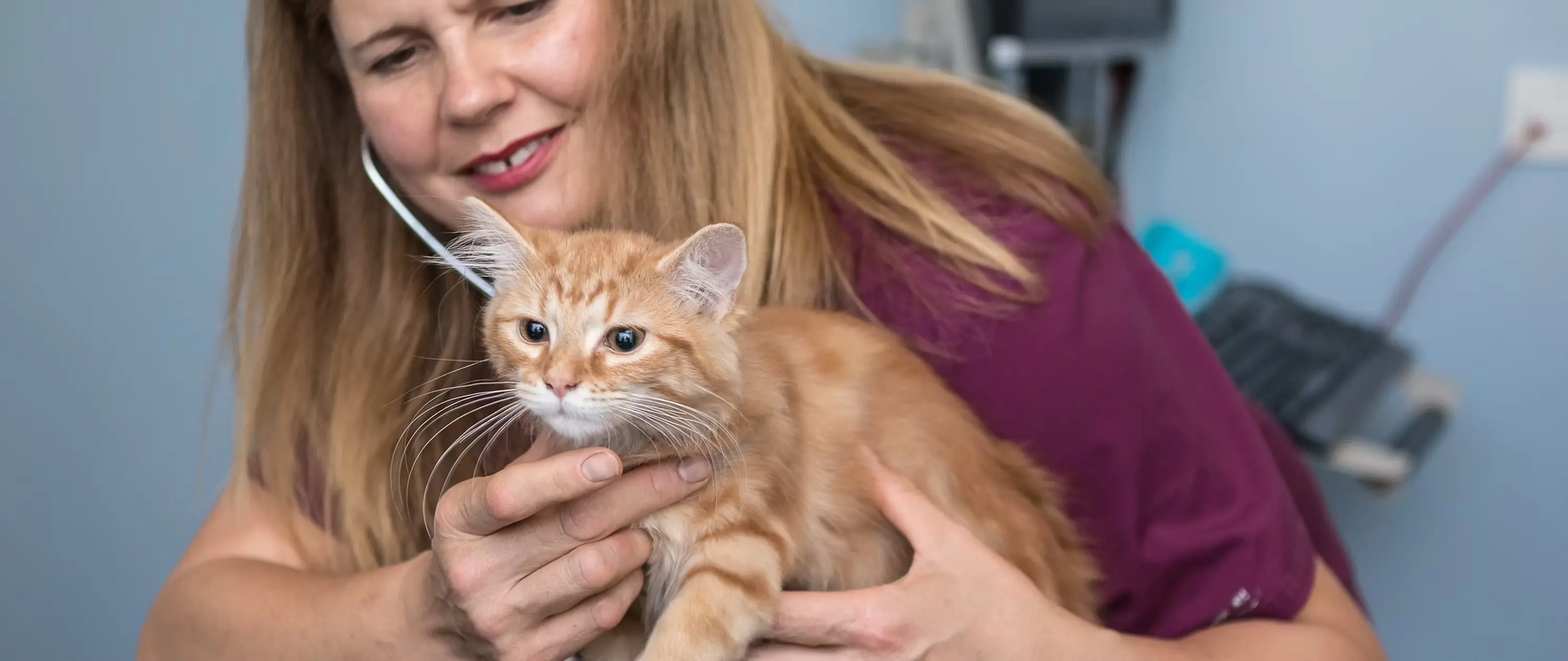 SimplyCats Vet Clinic practice photo