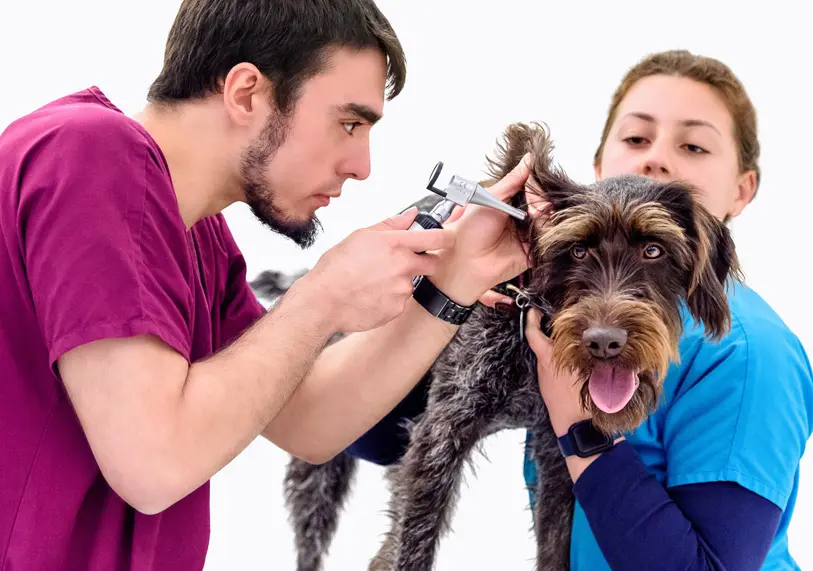 Vets Klinic - Swindon practice photo 2