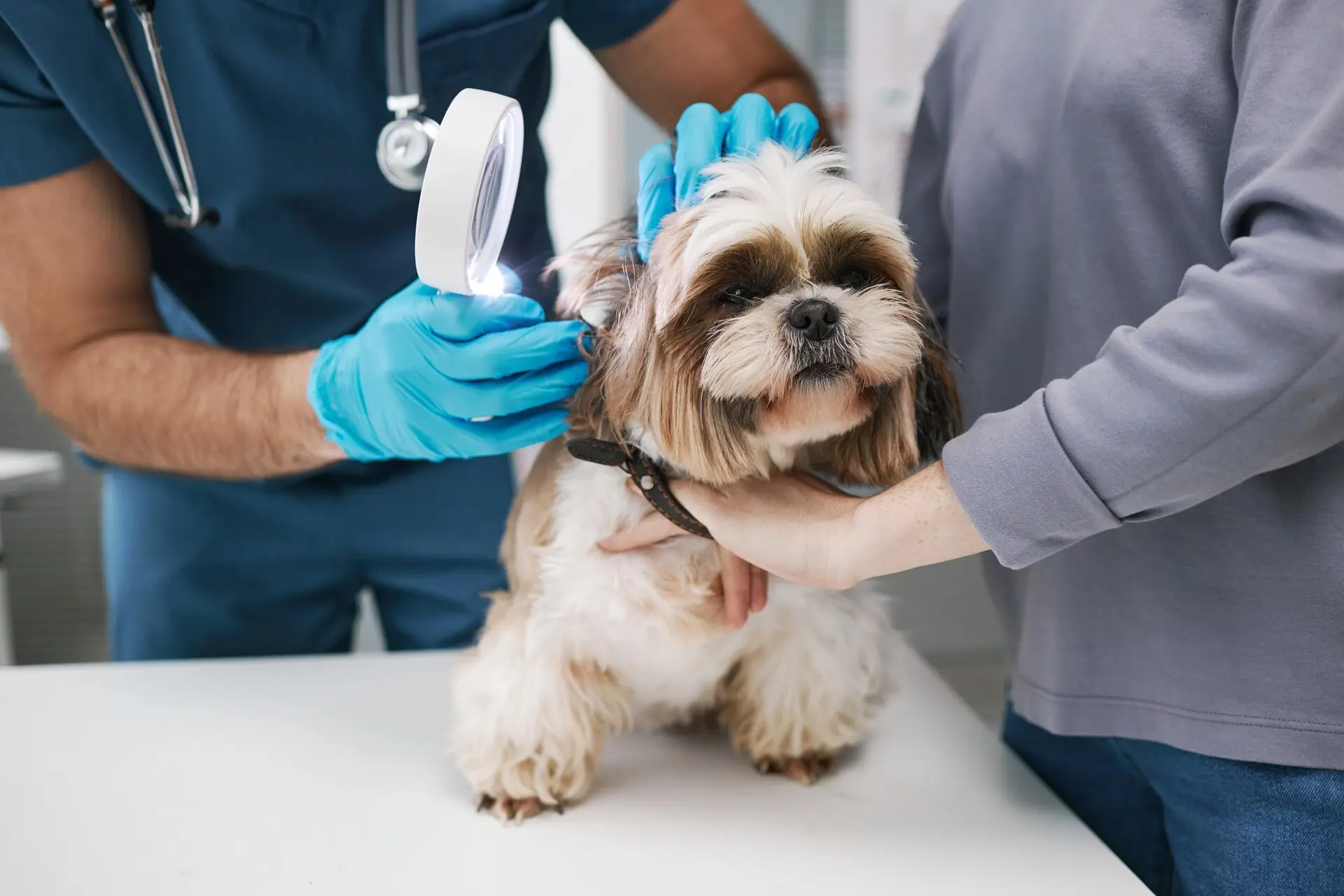 Oxford Veterinary Specialists practice photo