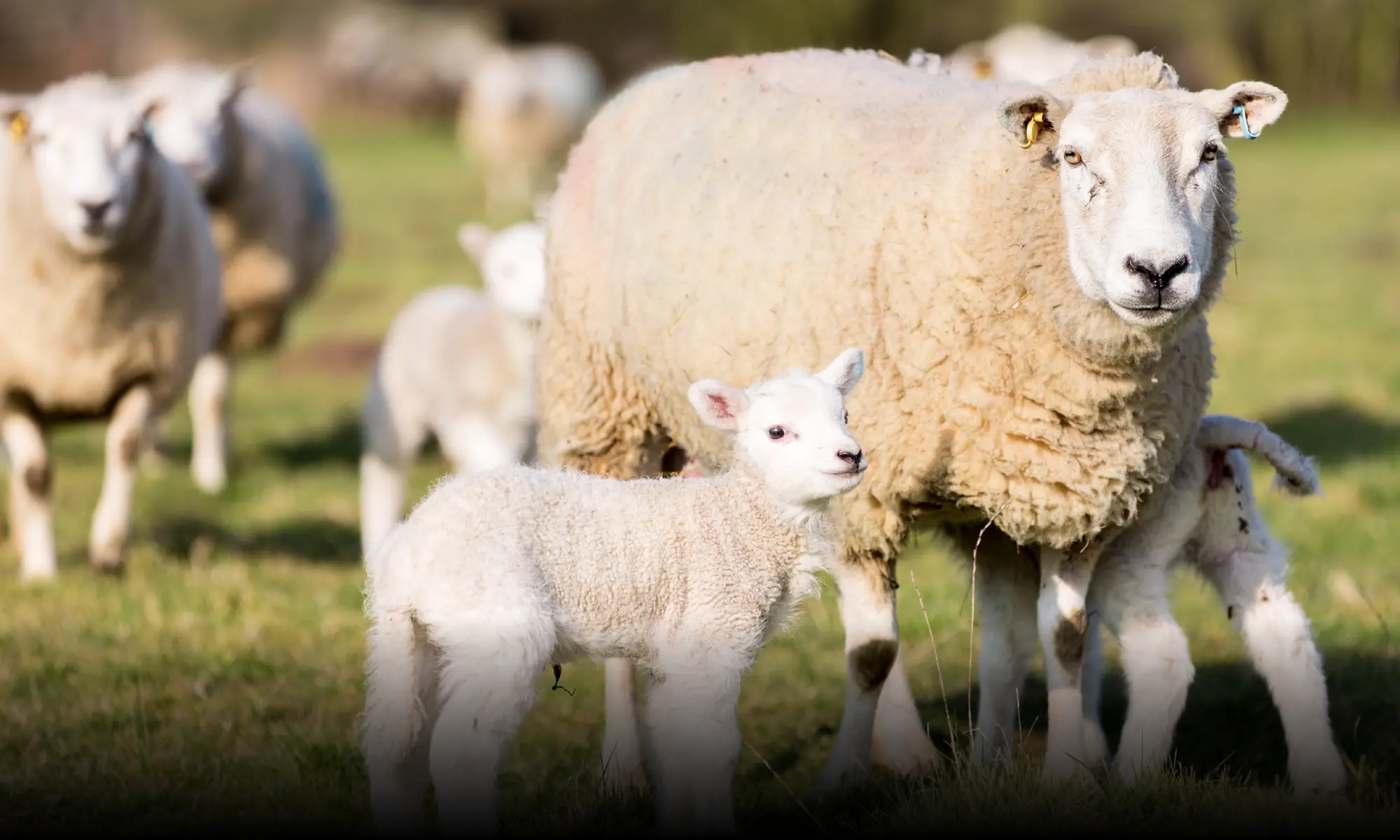 The Sheep Vet