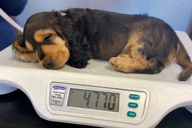 Medivet - Impington (Hollyoak Vets) practice photo 2