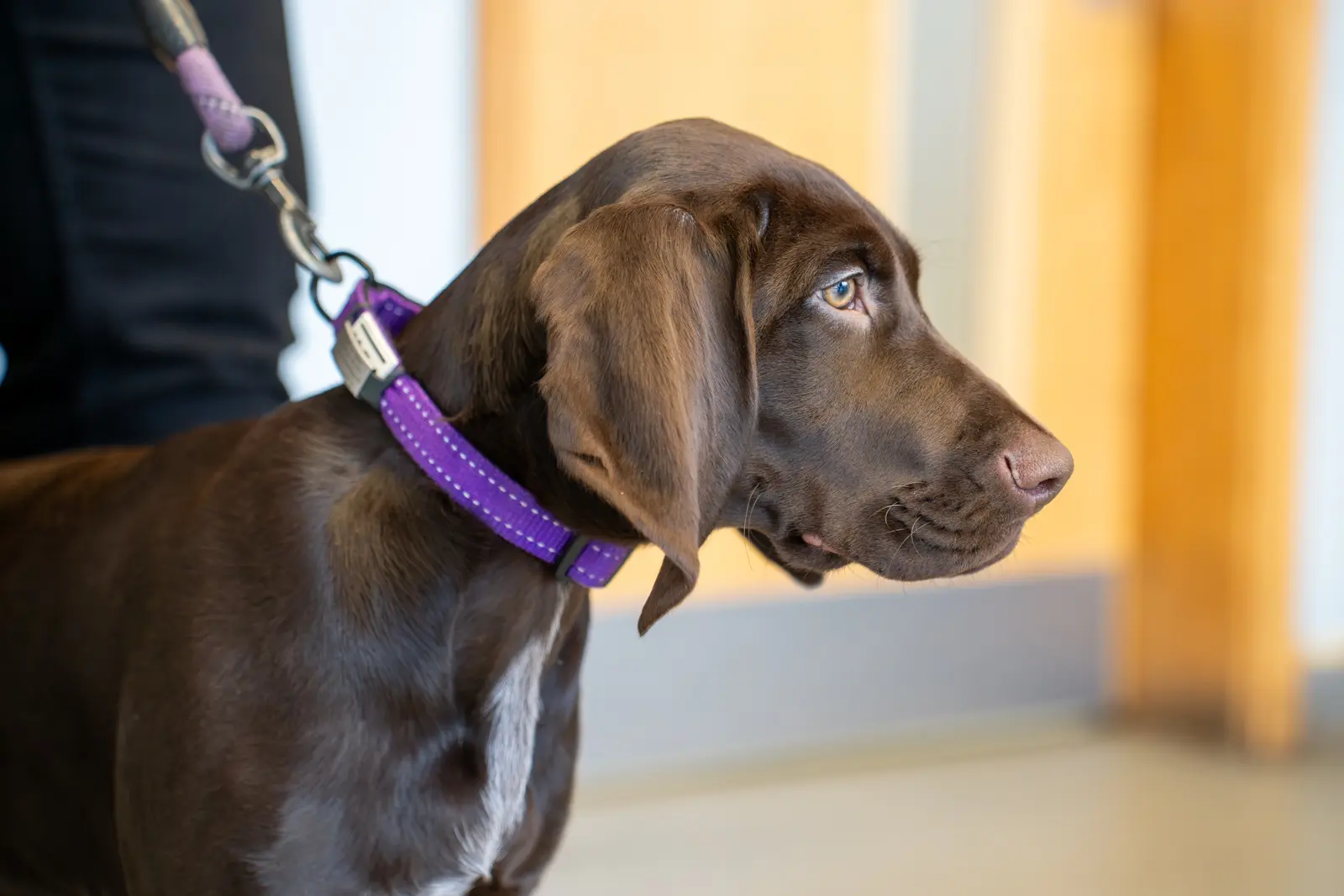Rutland House Veterinary Group - Rutland House Veterinary Hospital practice photo