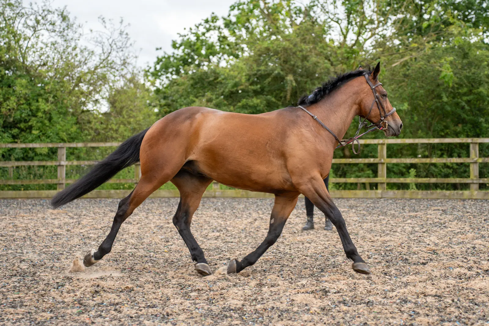 Ashbrook Equine Hospital (Web) 043