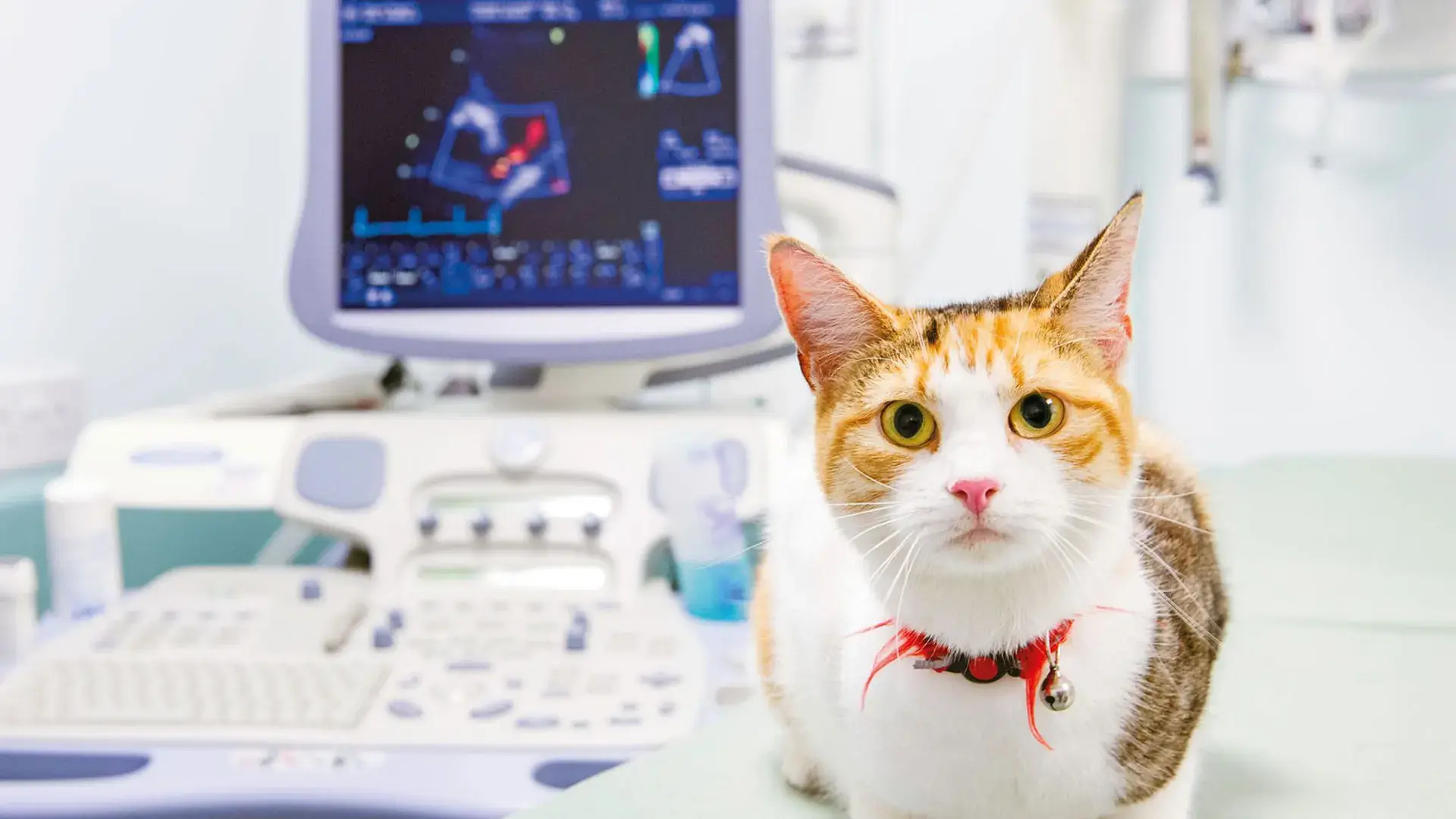 Cat imagery services