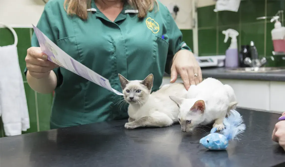 Mount Road Vets practice photo