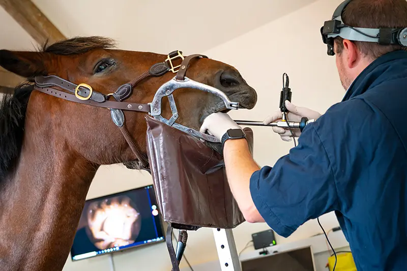 Lower House Equine Clinic practice photo