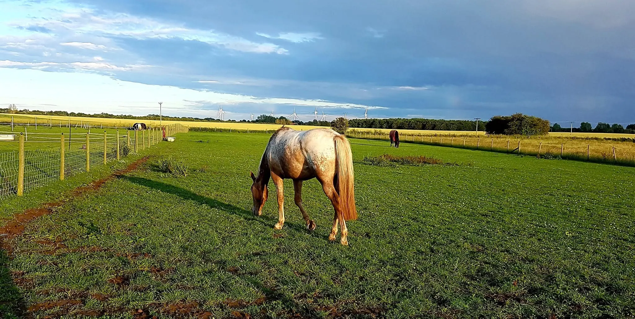 Humber Equine Vet practice photo