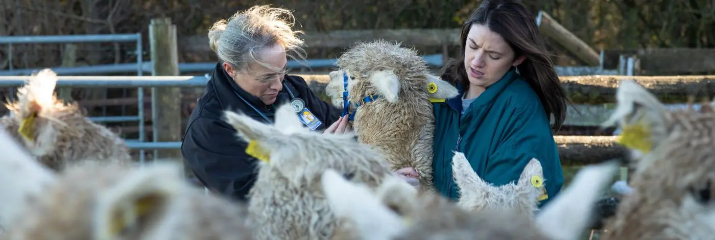 UK Alpaca Vet practice photo 3
