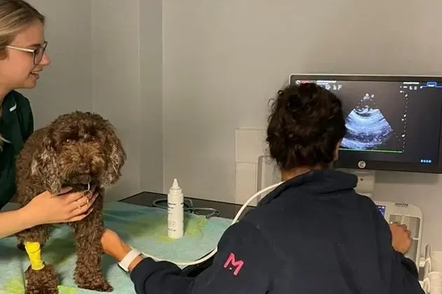 Medivet - Waltham Abbey practice photo 3