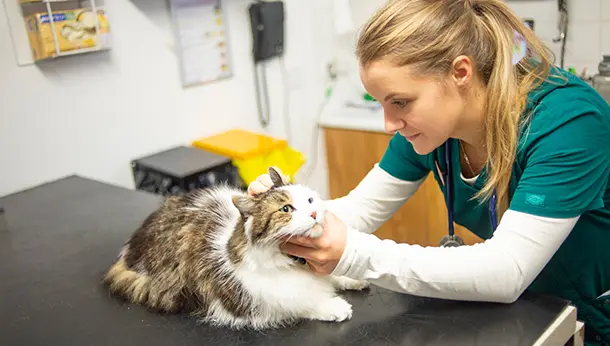 Checking cat ear