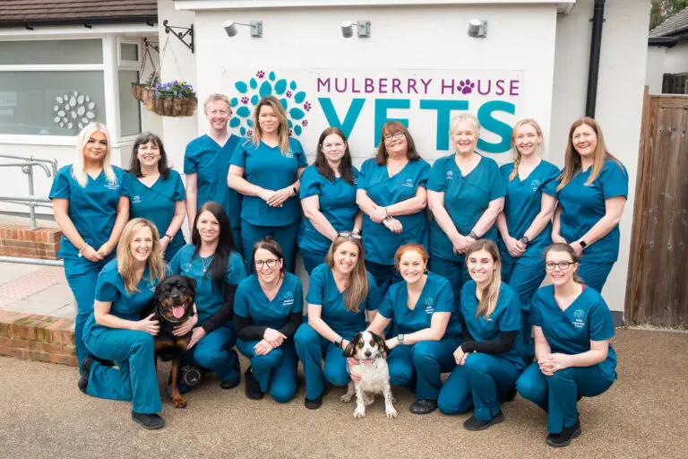 Mulberry House Vets - Wokingham practice photo 3