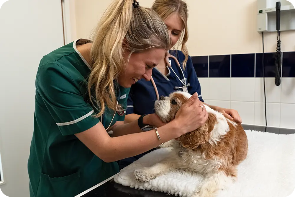 Pet Care Vets practice photo 2