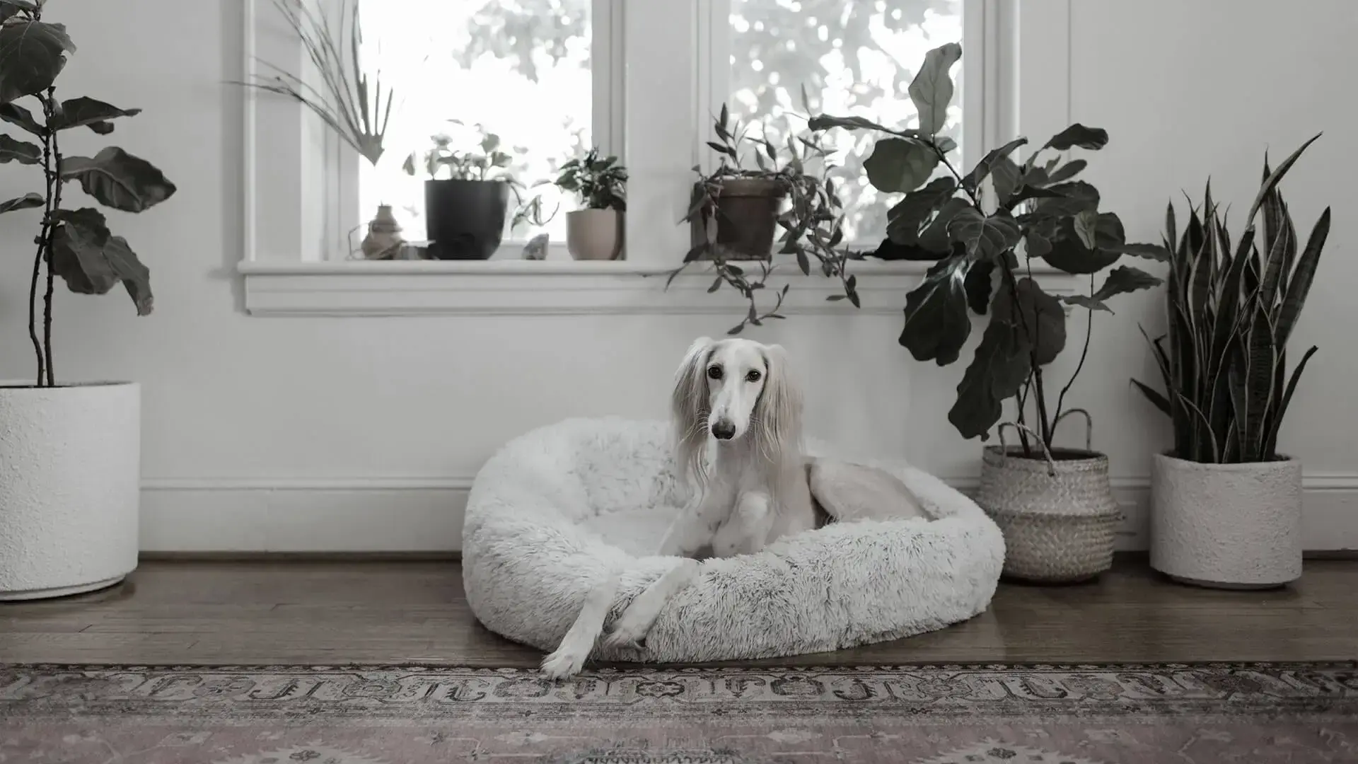 A dog sat in its bed surrounded by plants
