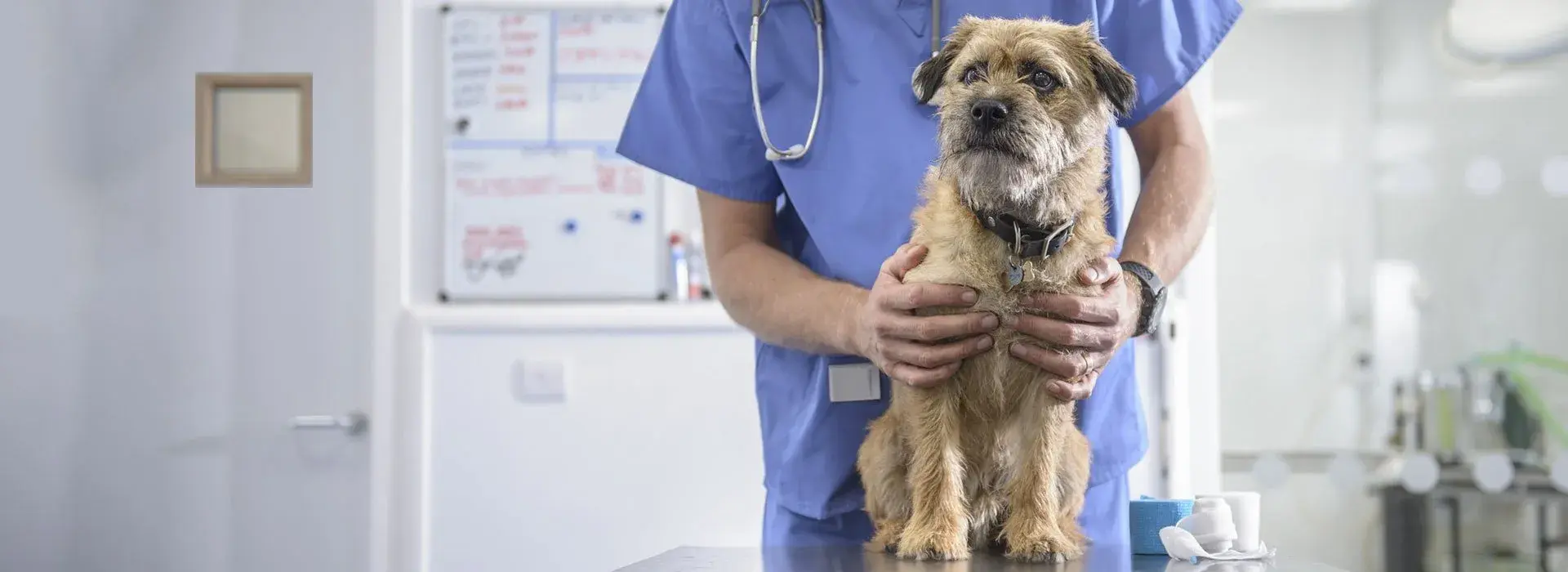 Bridges Veterinary Surgery practice photo