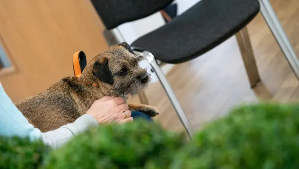 Dog in waiting area