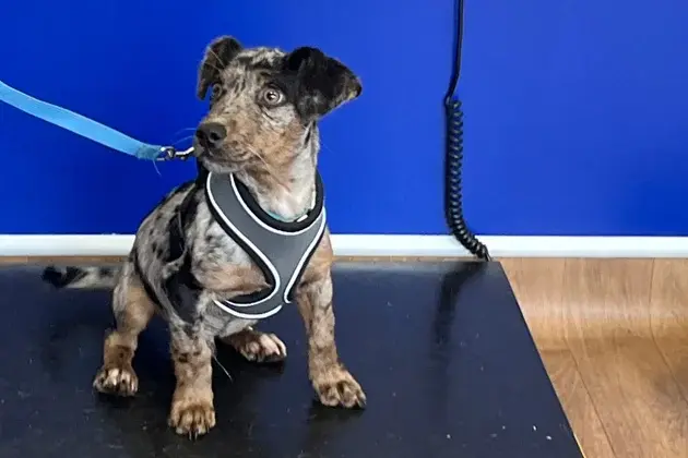 Medivet - Basingstoke practice photo 3