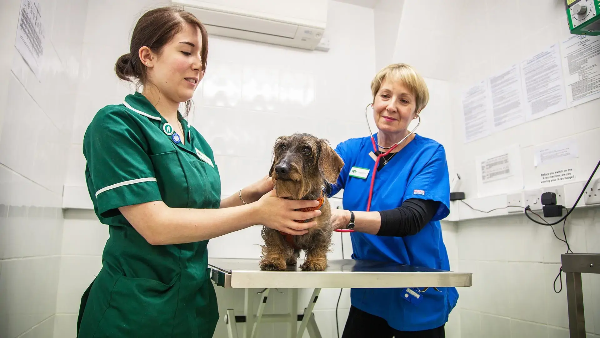 Acorn Vets - Hove practice photo